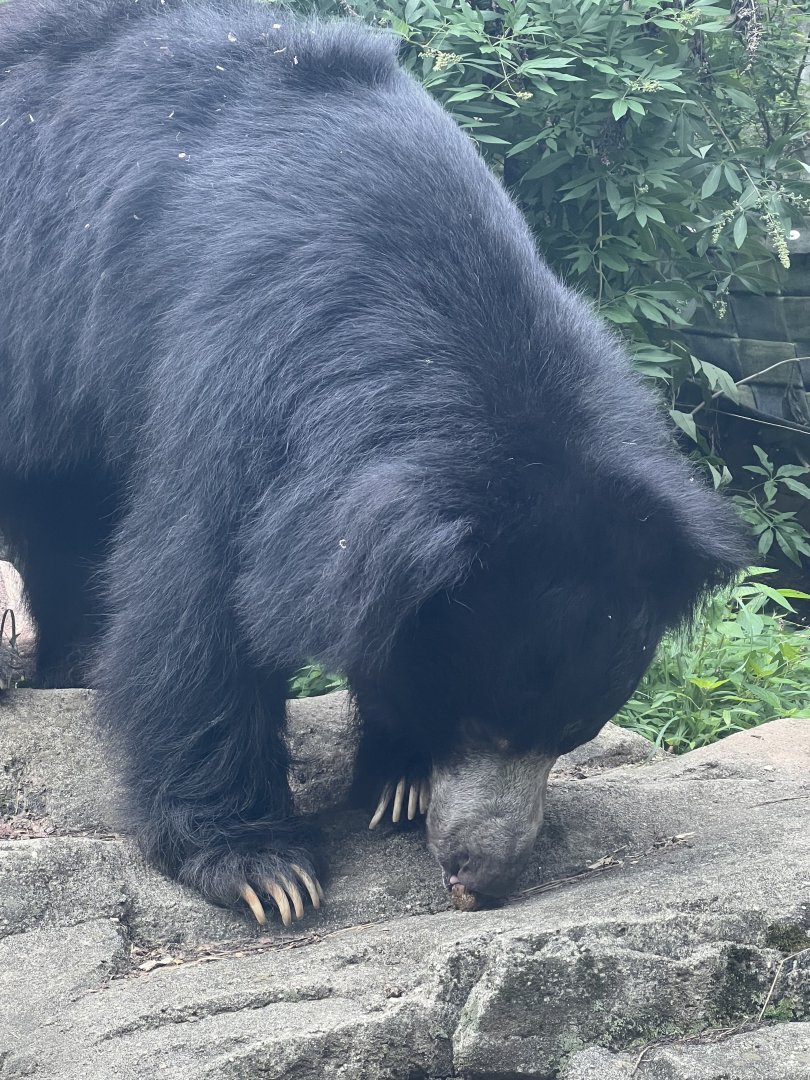 Sloth bear