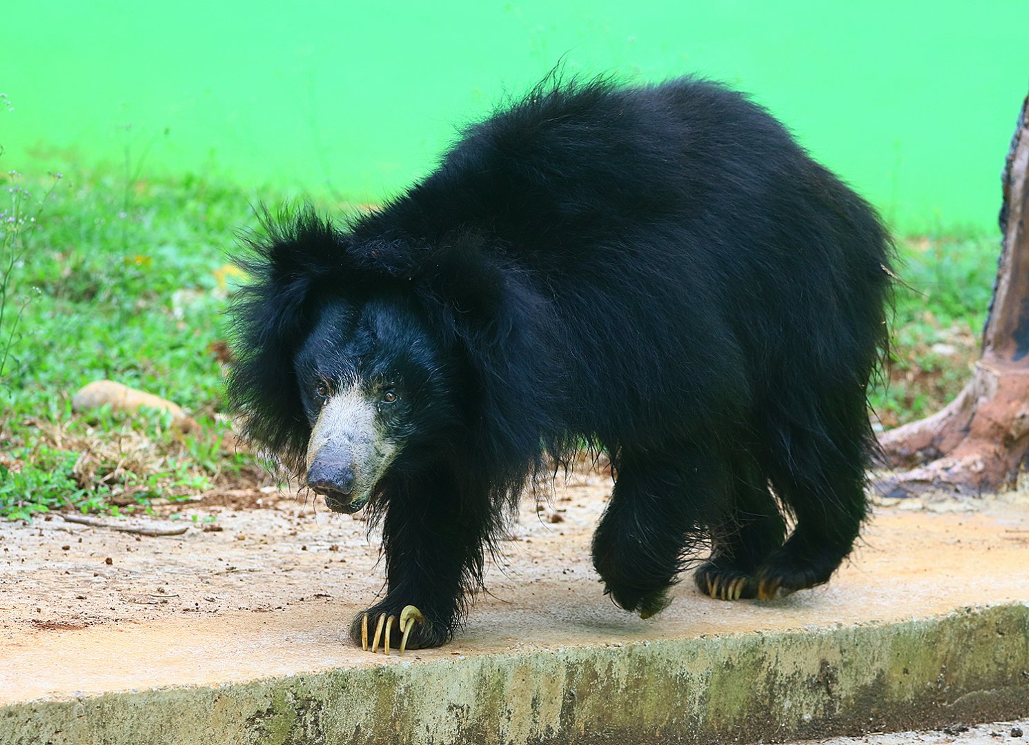 Sloth bear