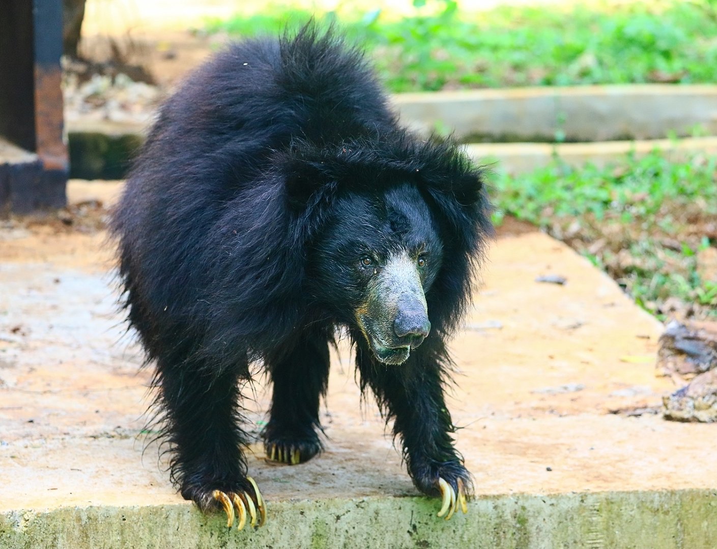Sloth bear