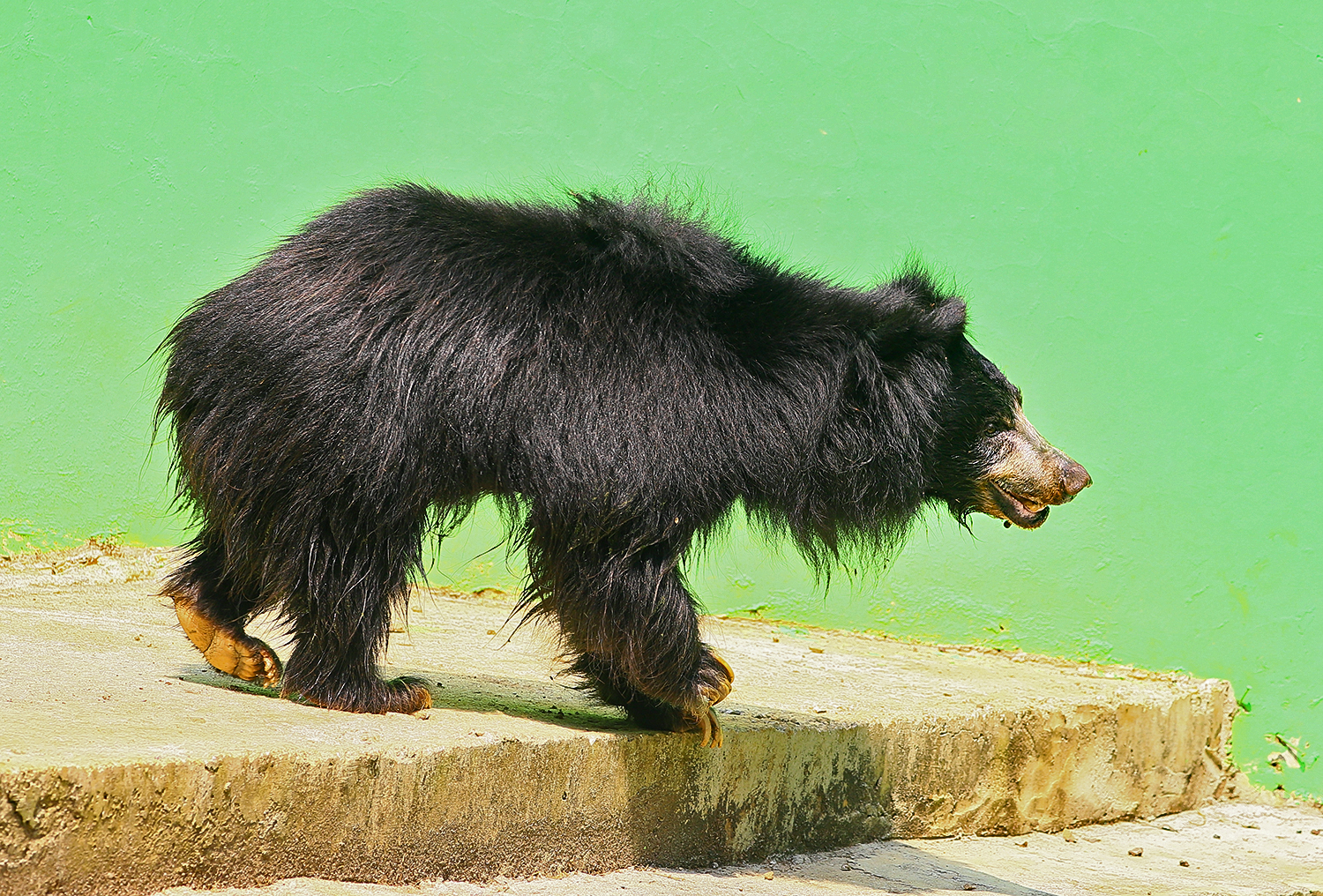 Sloth bear