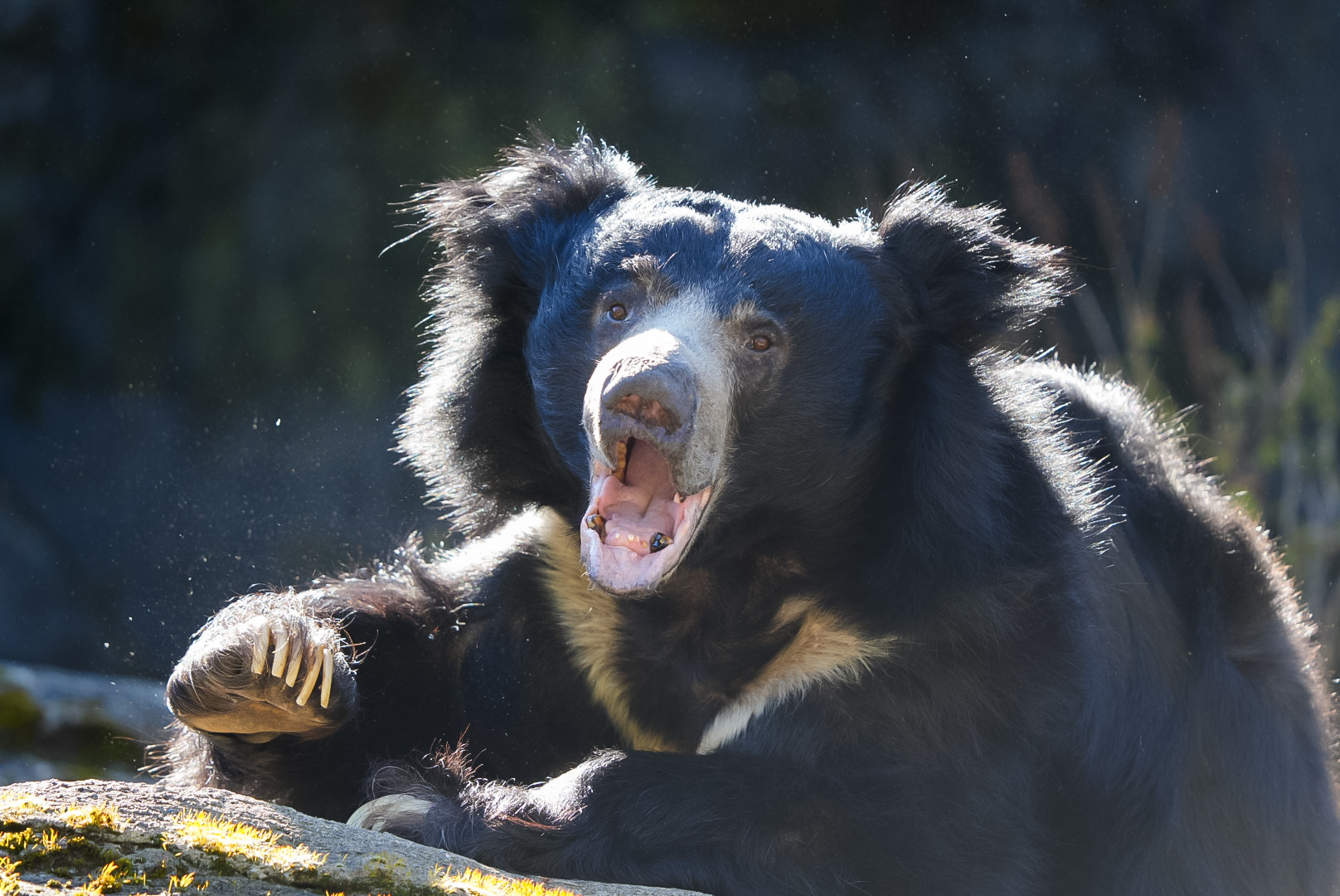 Sloth Bear