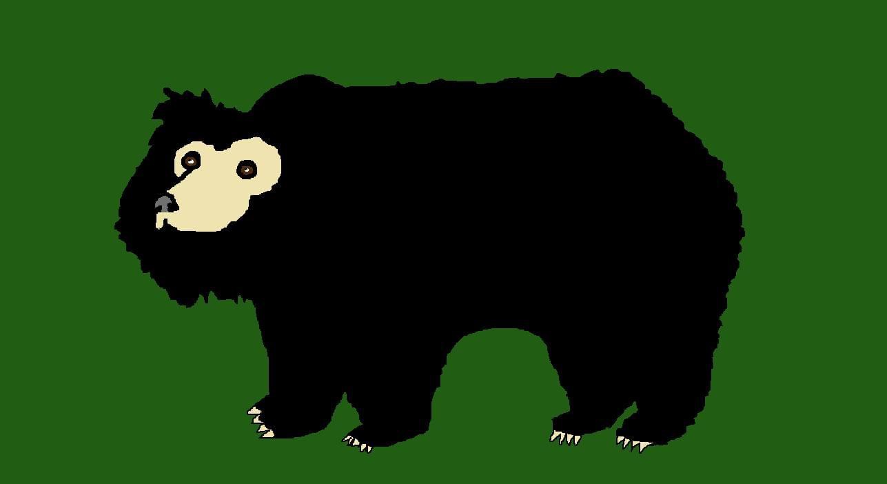 Sloth Bear