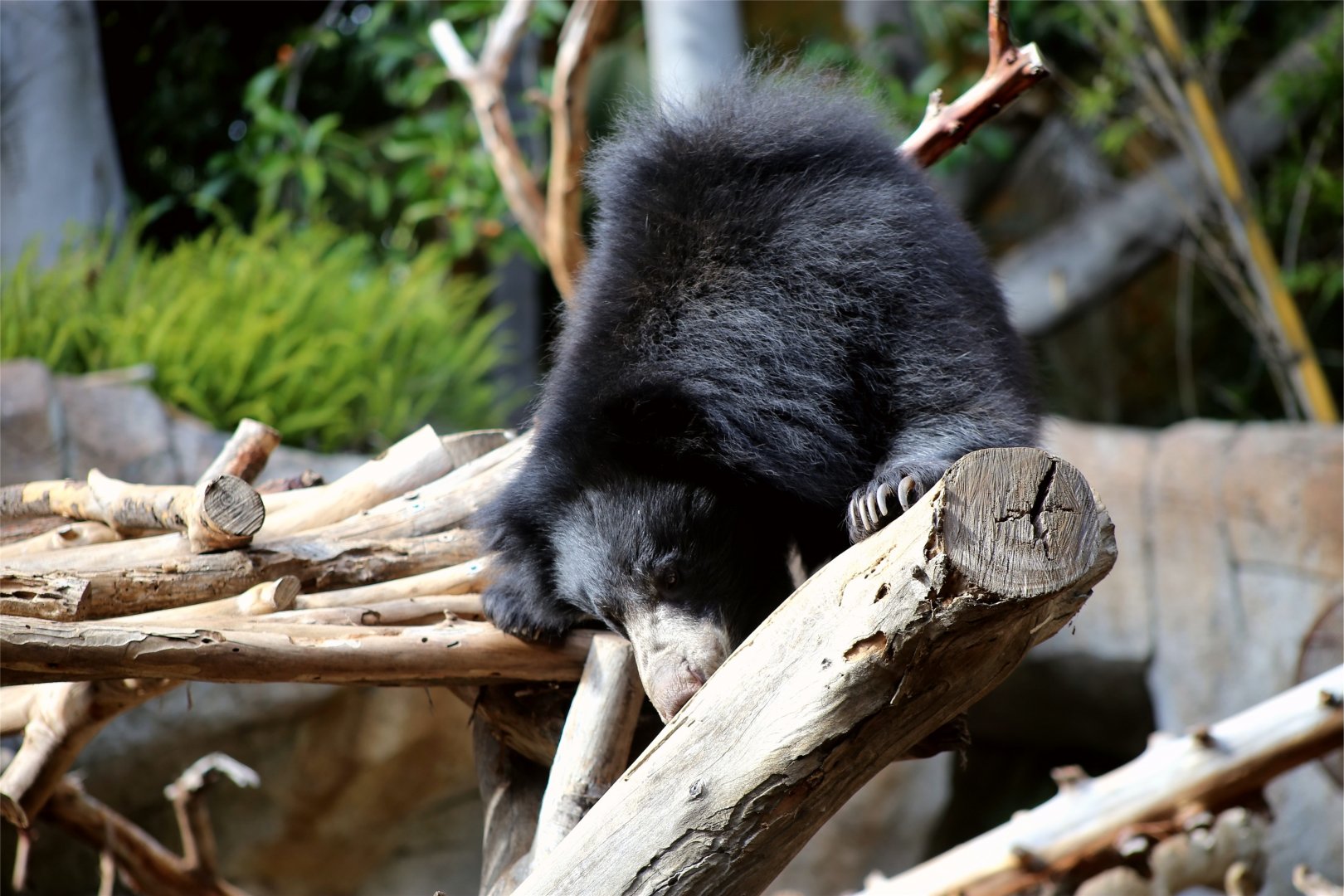Sloth Bear