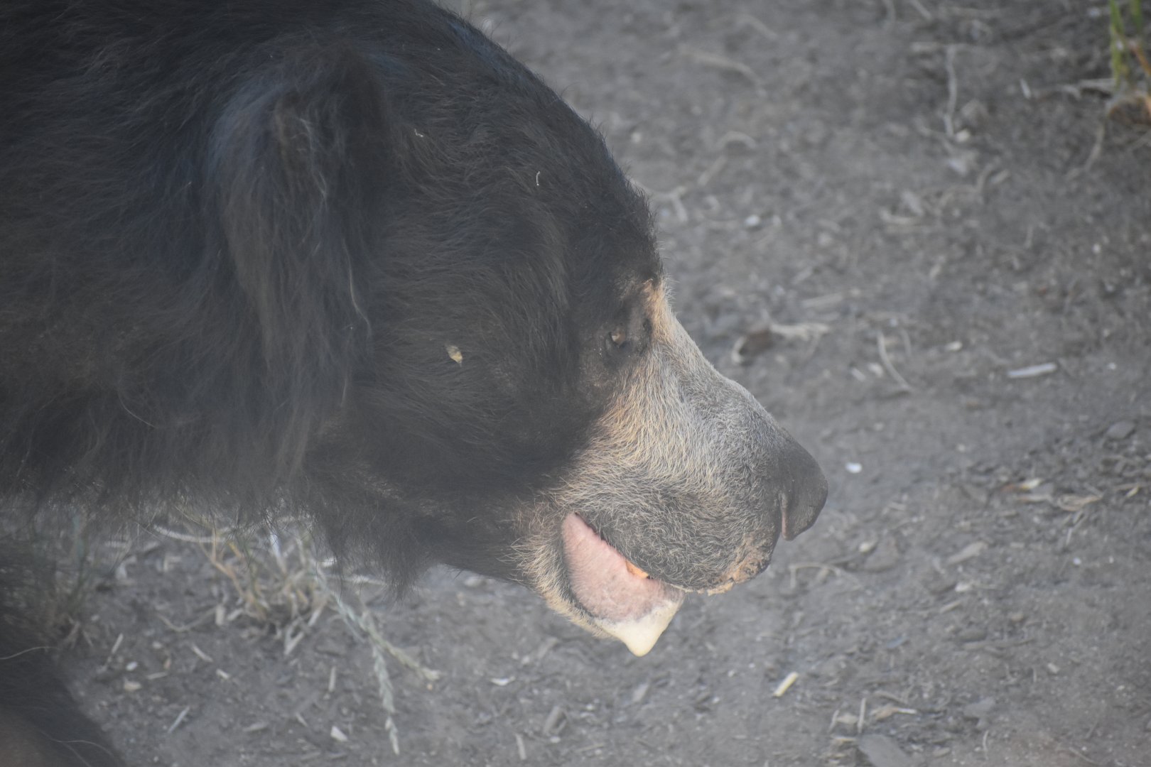Sloth Bear