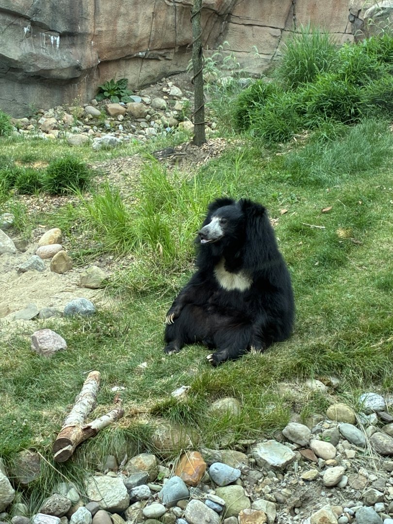 Sloth Bear