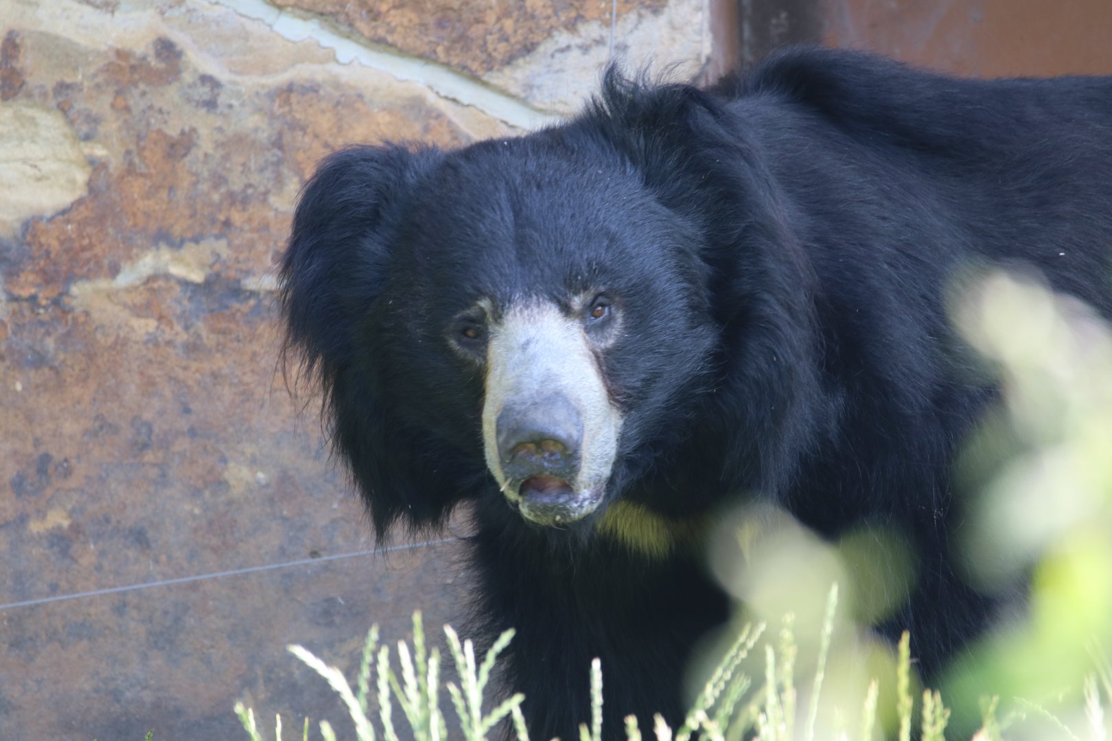 Sloth bear