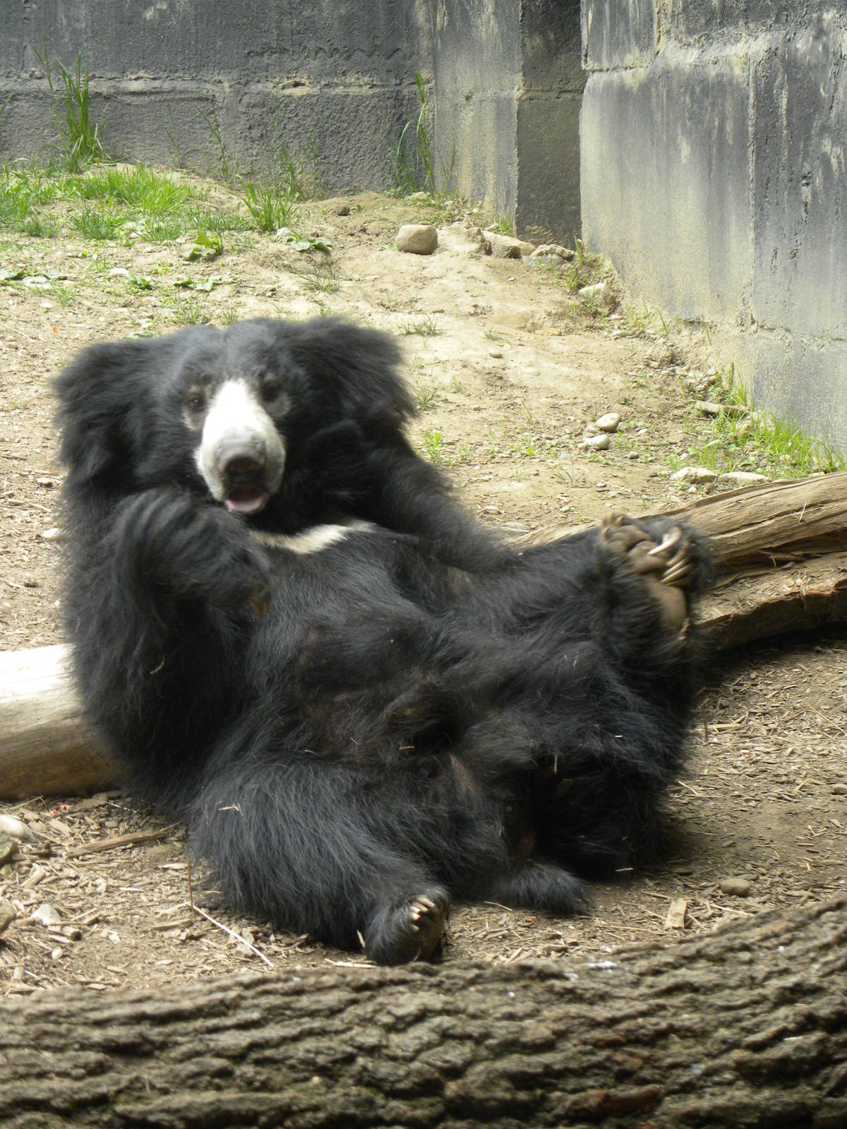 Sloth bear