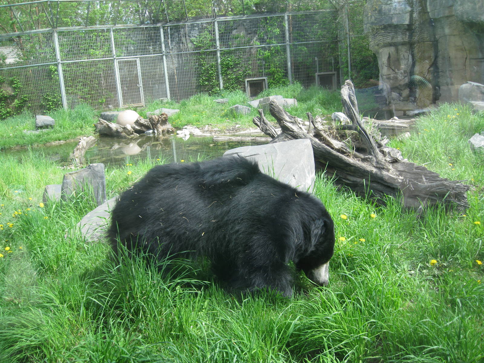 Sloth Bear