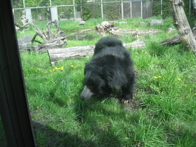Sloth Bear