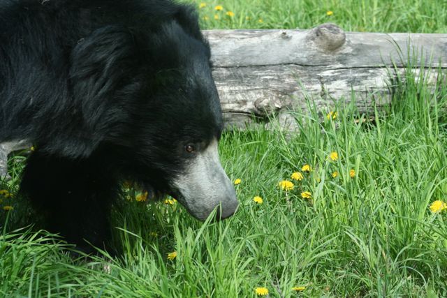 Sloth Bear