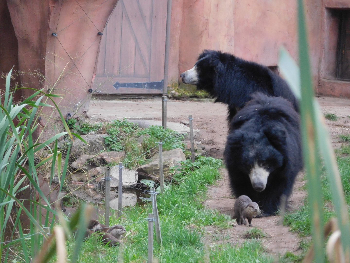 Sloth bears and Asian small-clawed otters