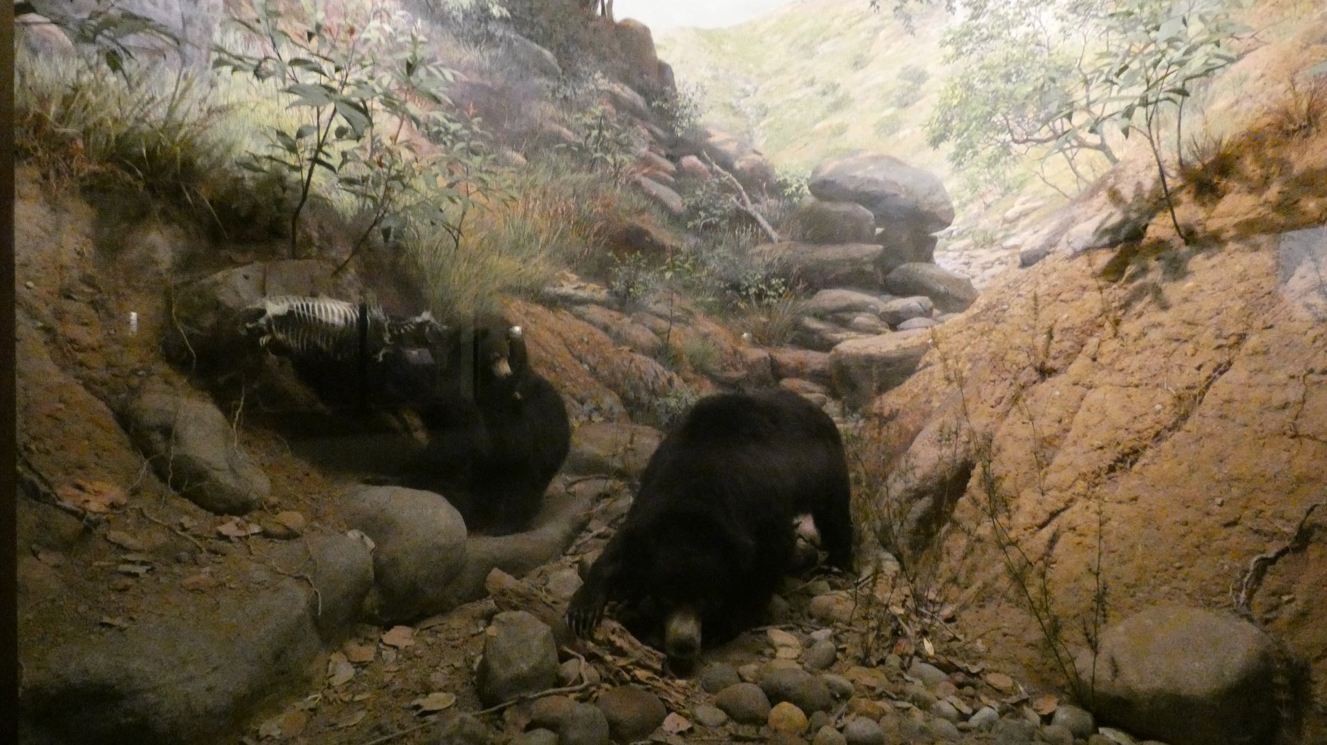 Sloth Bears, Hall of Asian Mammals - Feb. 2022