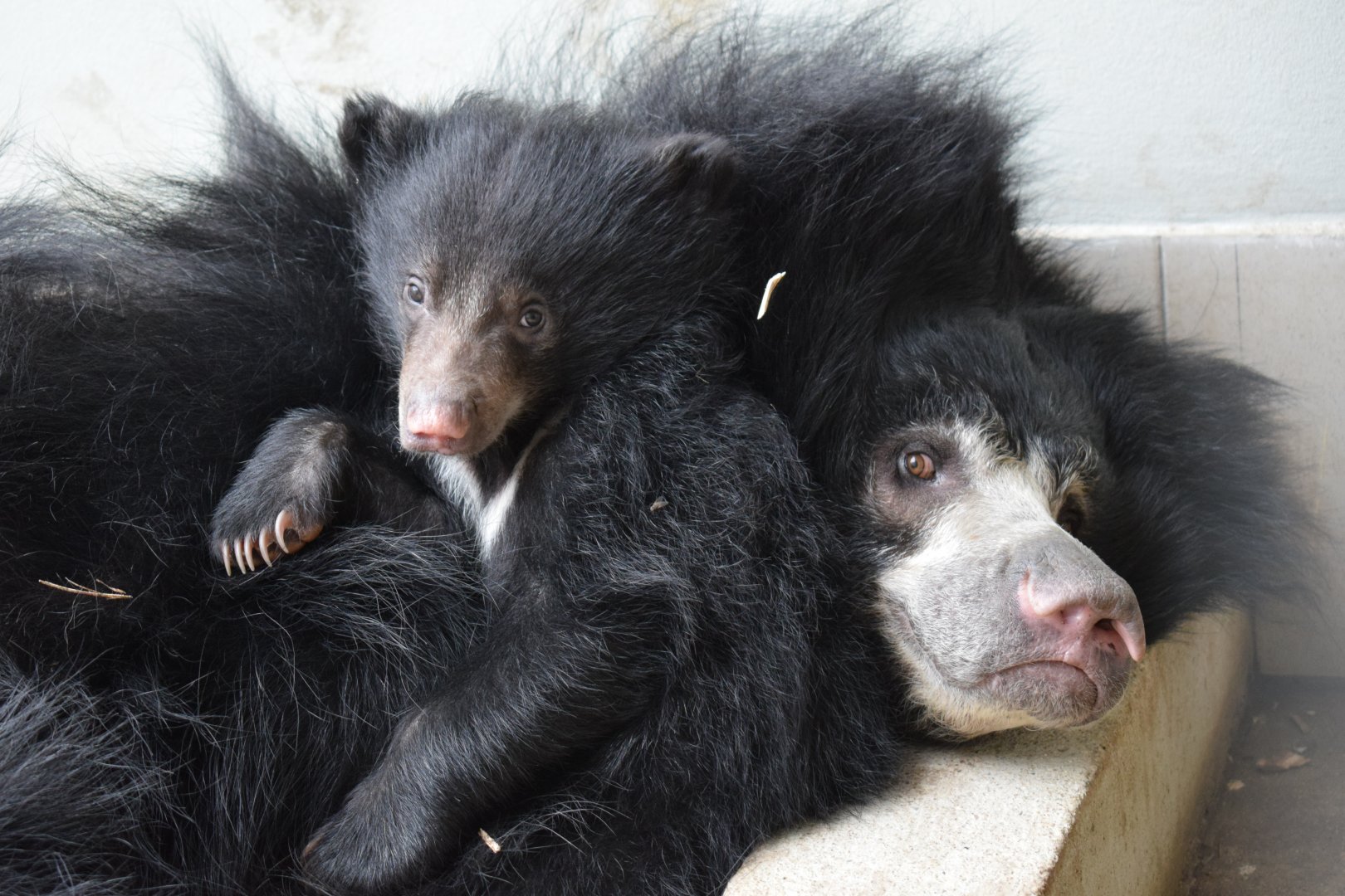 Sloth bears - March 2019