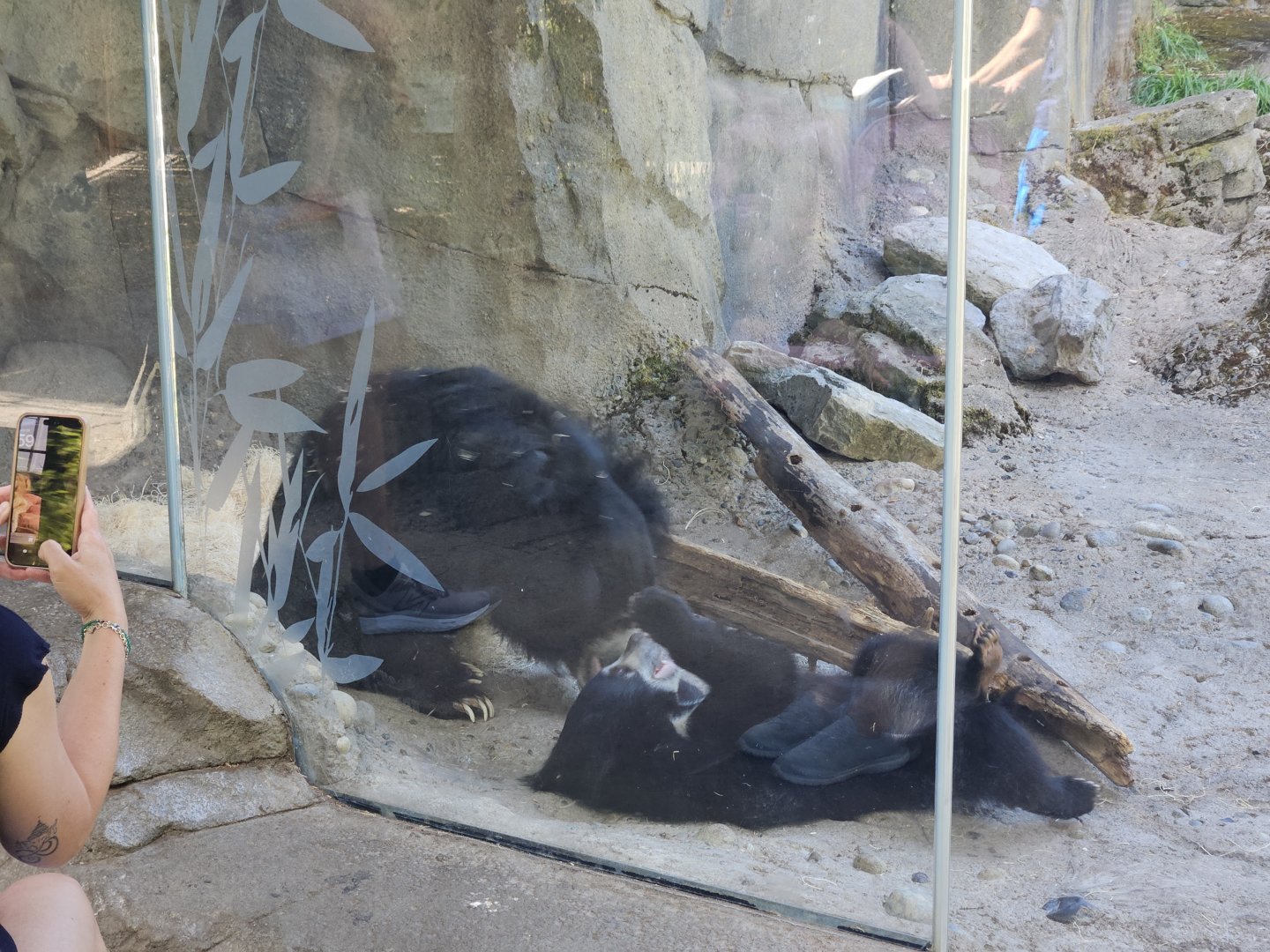 Sloth Bears (Mother and Cub)