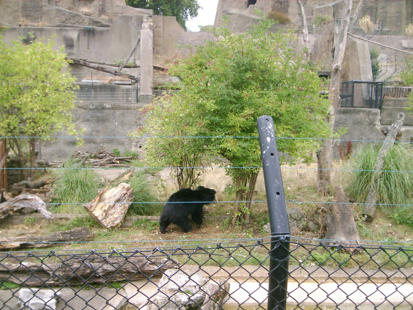 Sloth Bears on the Mappins