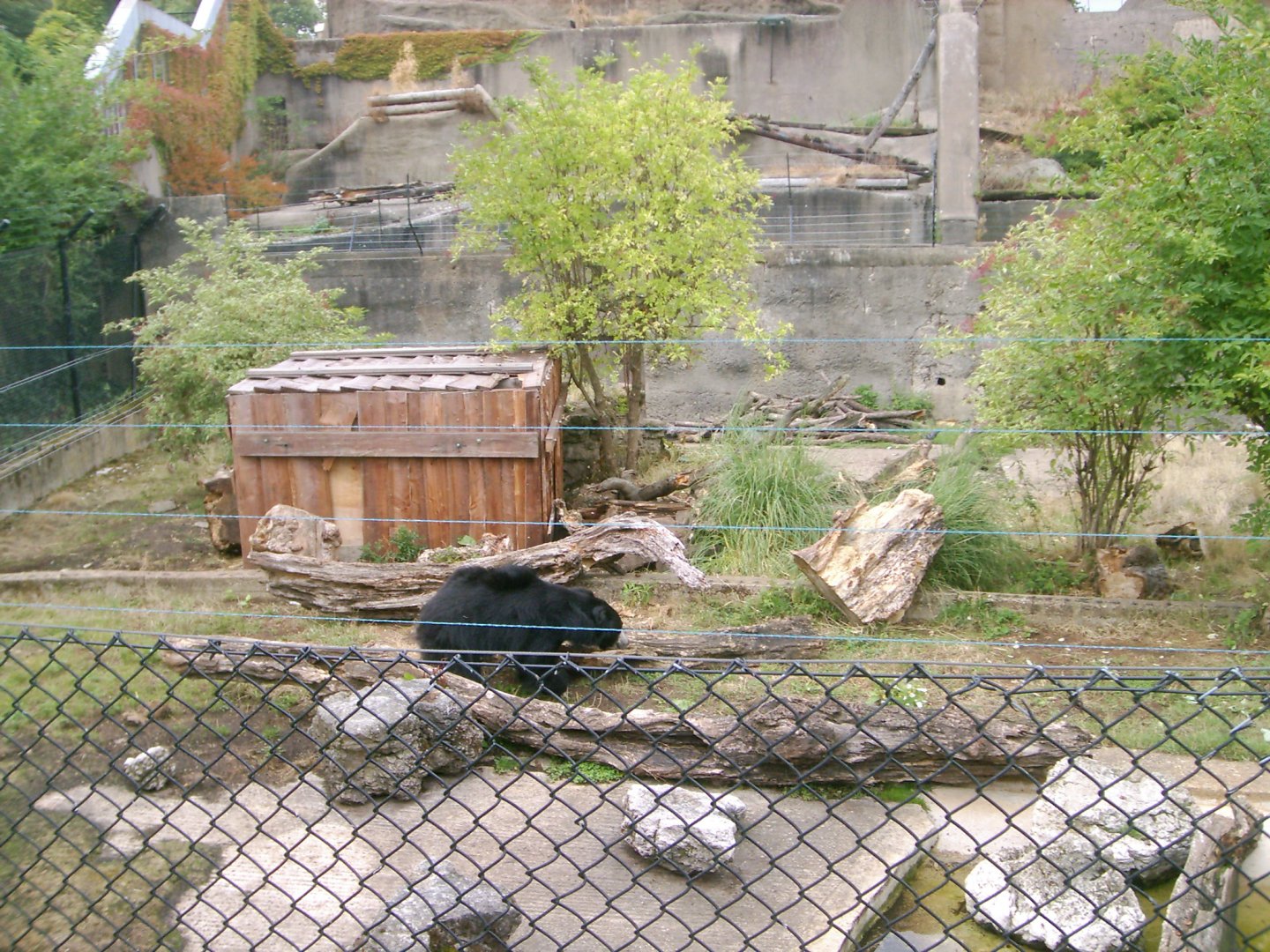 Sloth Bears on the Mappins