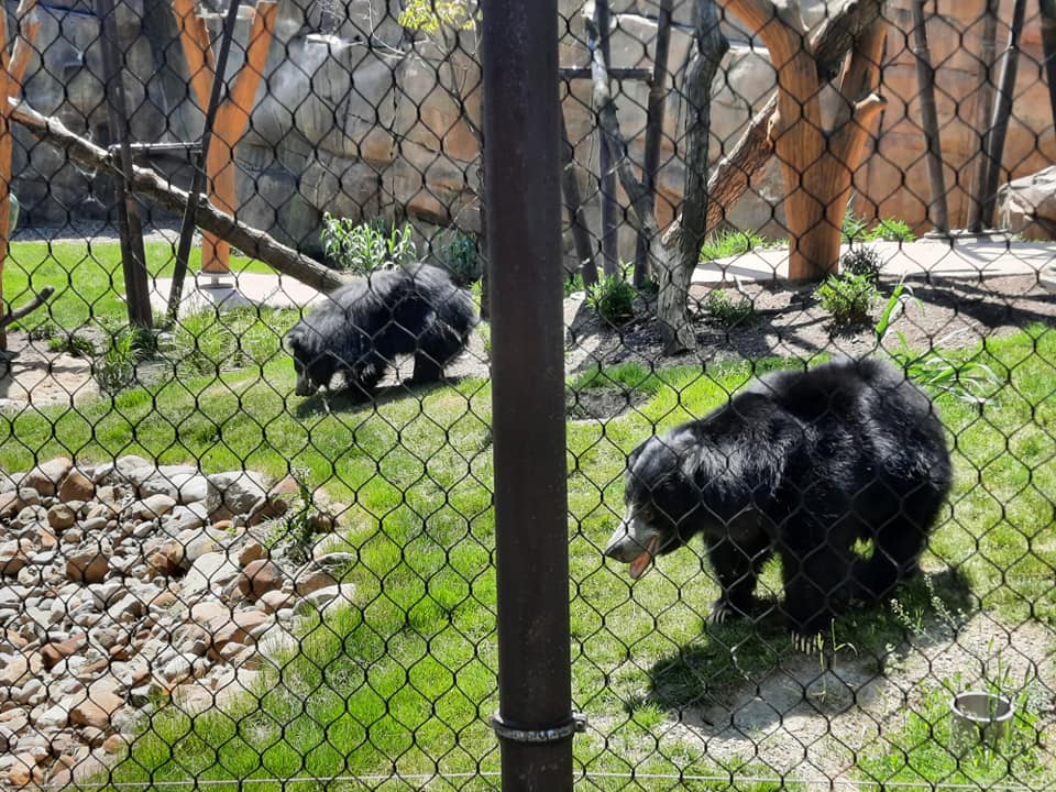 Sloth Bears Together