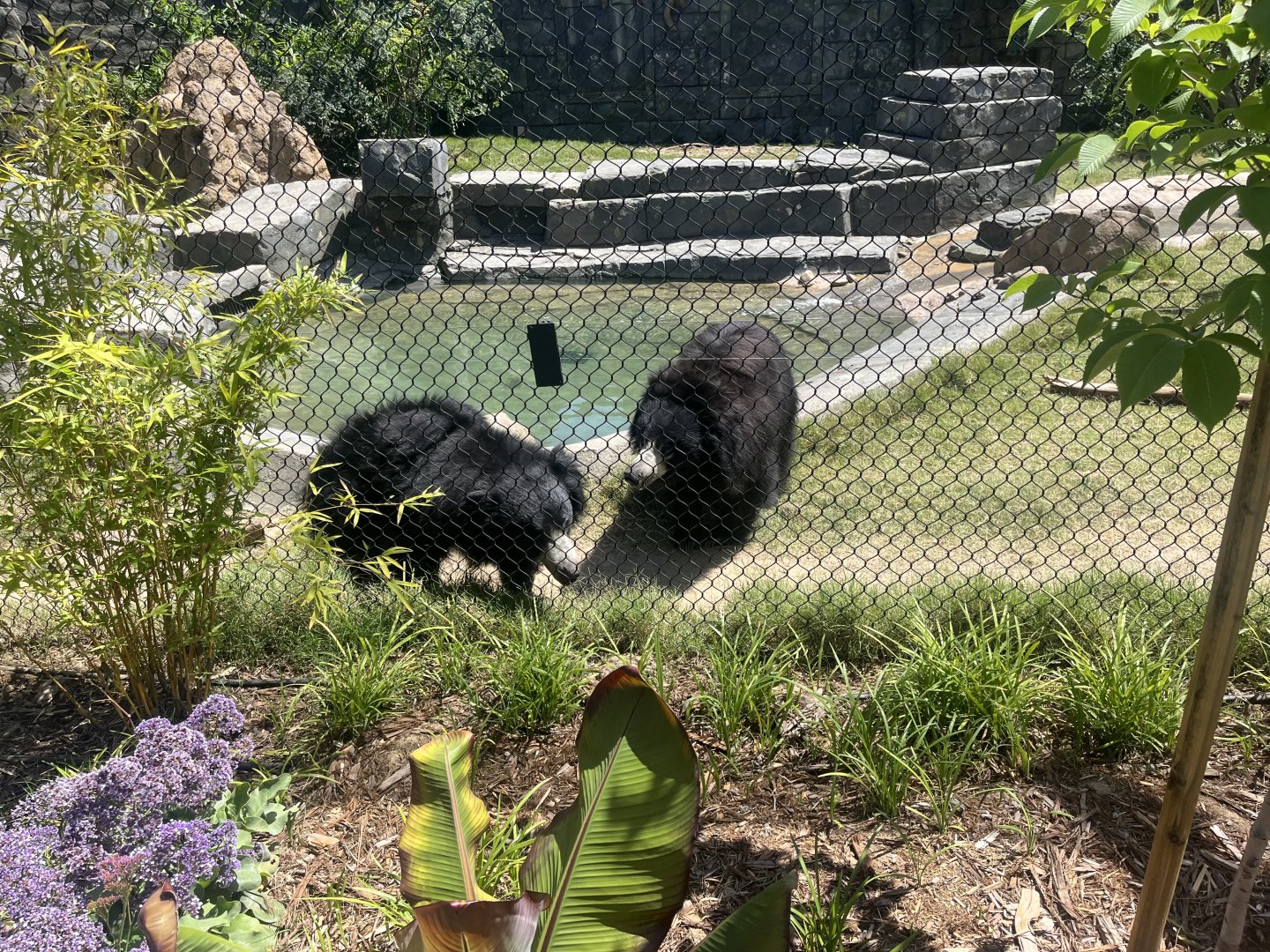 Sloth Bears Zaara and Madhu