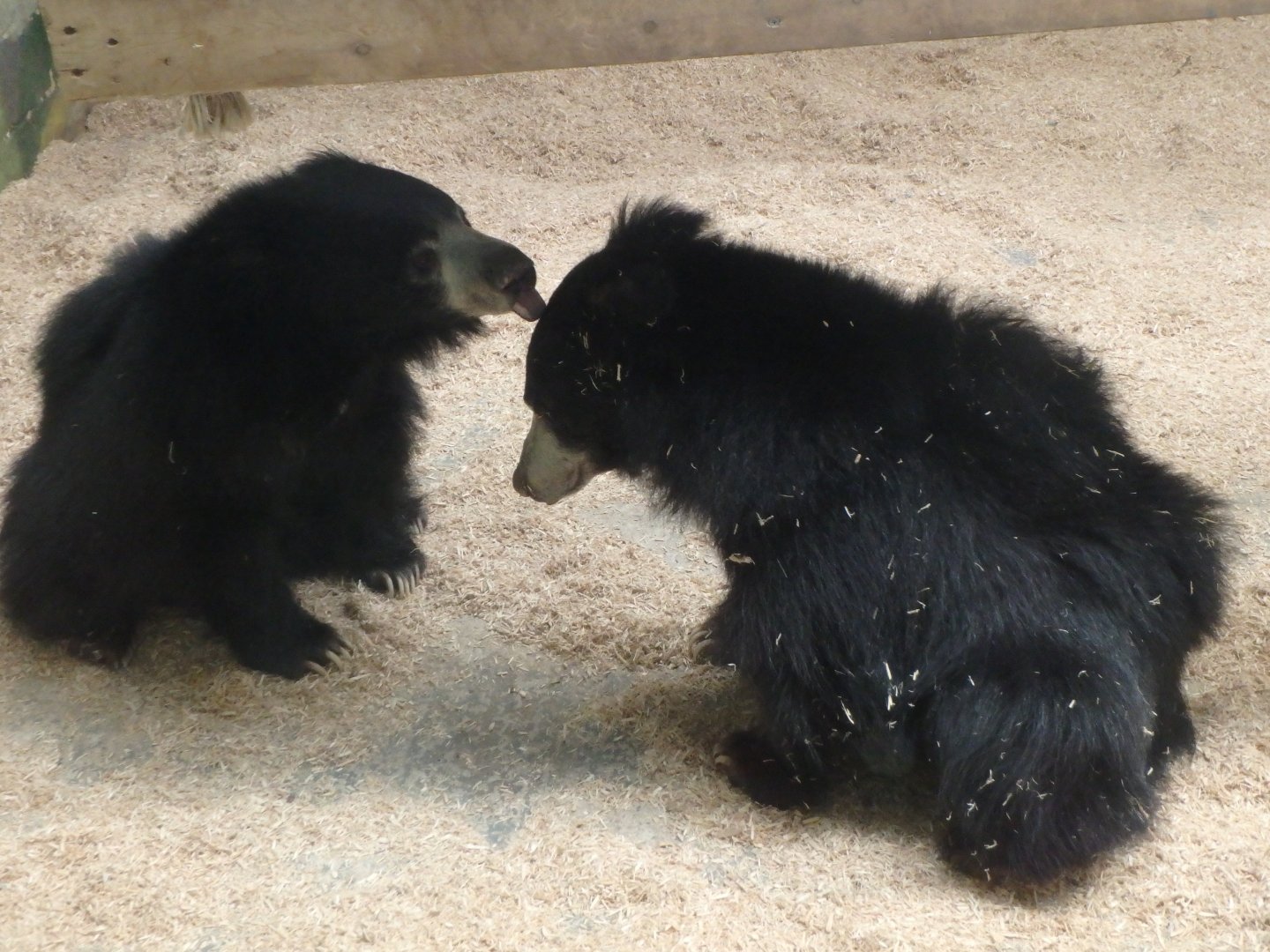 Sloth bears