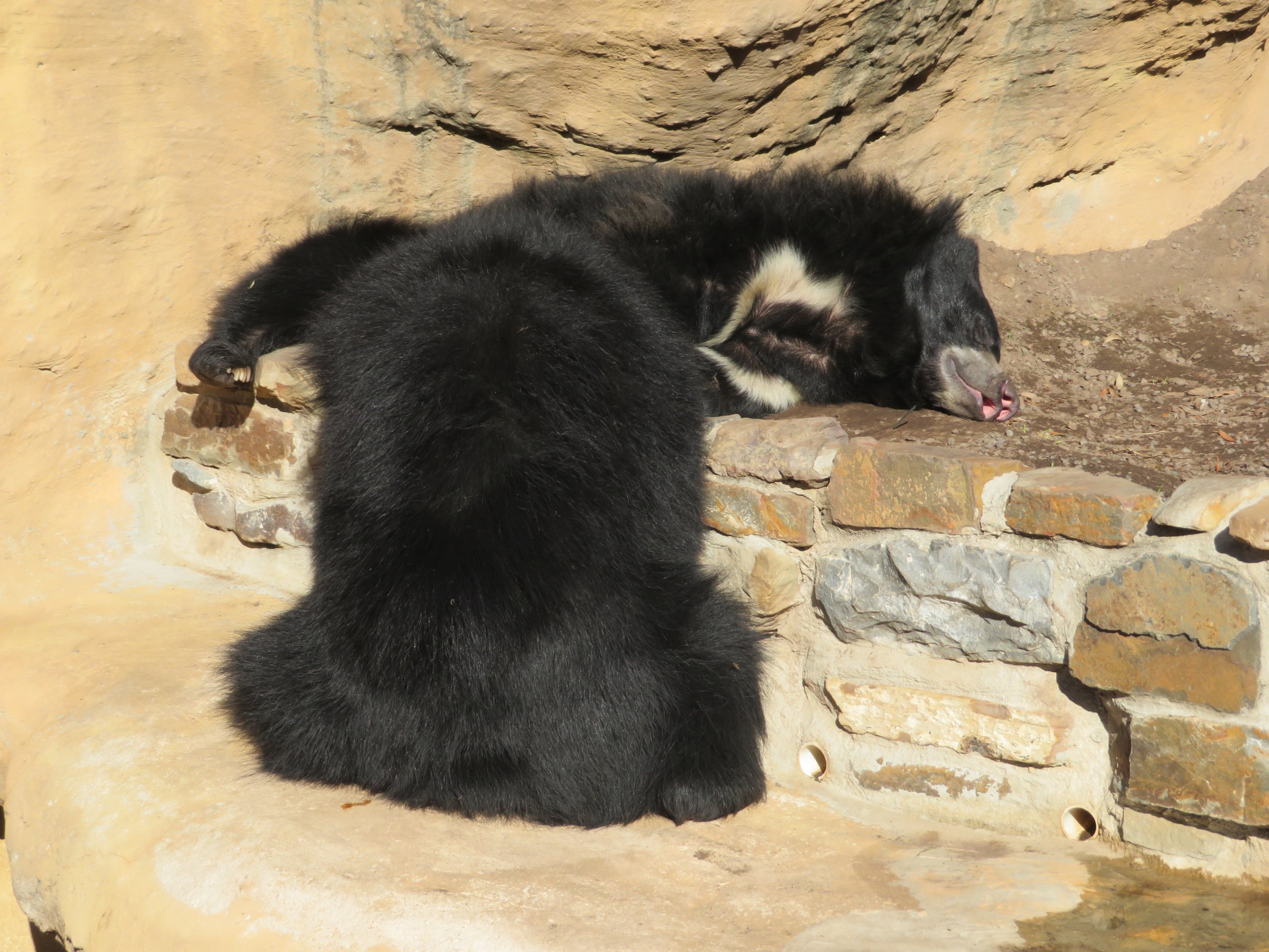 Sloth Bears