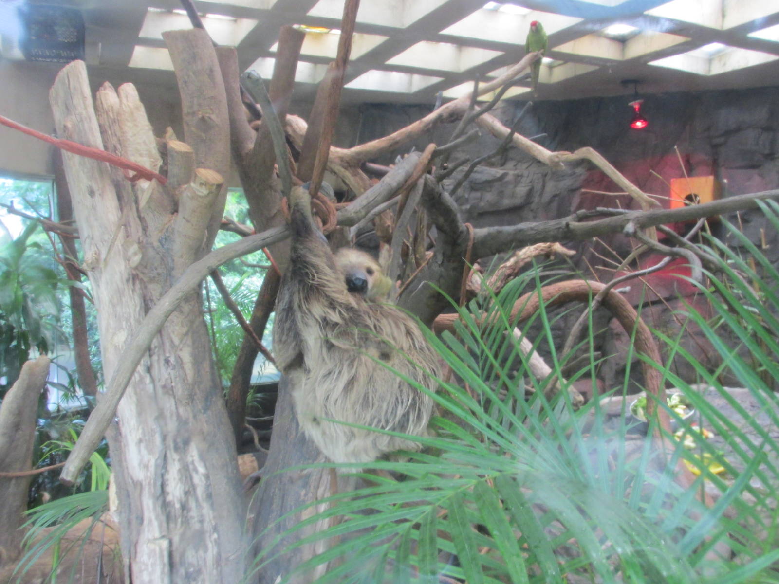 sloth chapultepec zoo