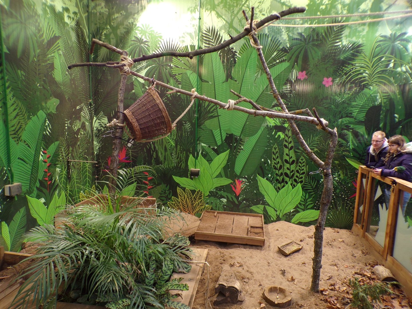 Sloth climbing frame in hairy armadillo enclosure