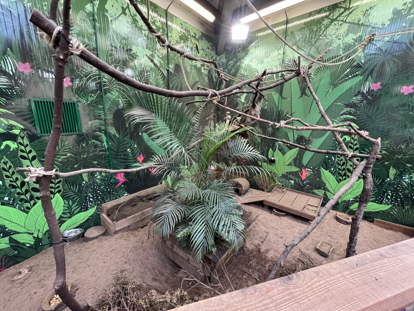 Sloth climbing frame over large hairy armadillo enclosure 9.9.23