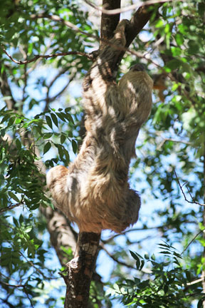 sloth climbing up