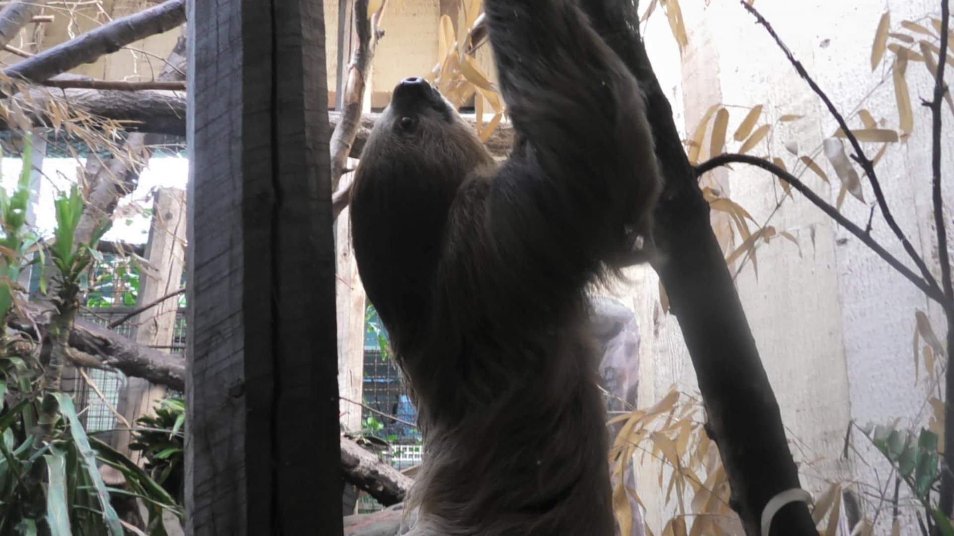 Sloth climbing