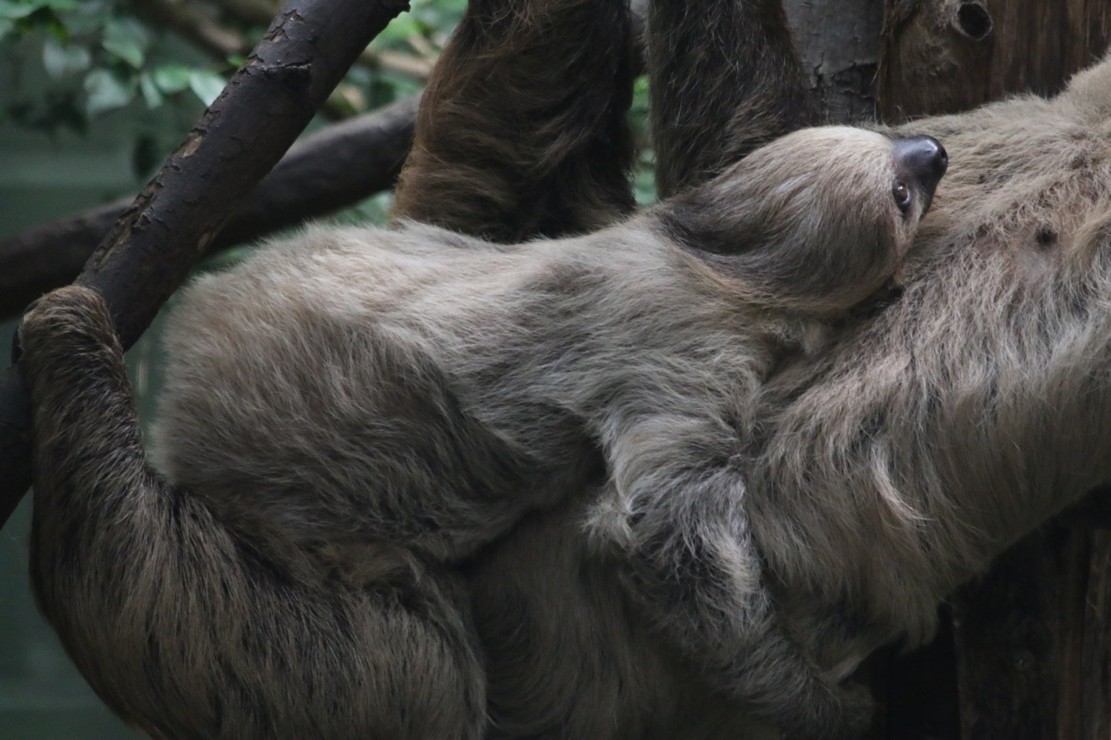 Sloth Cling