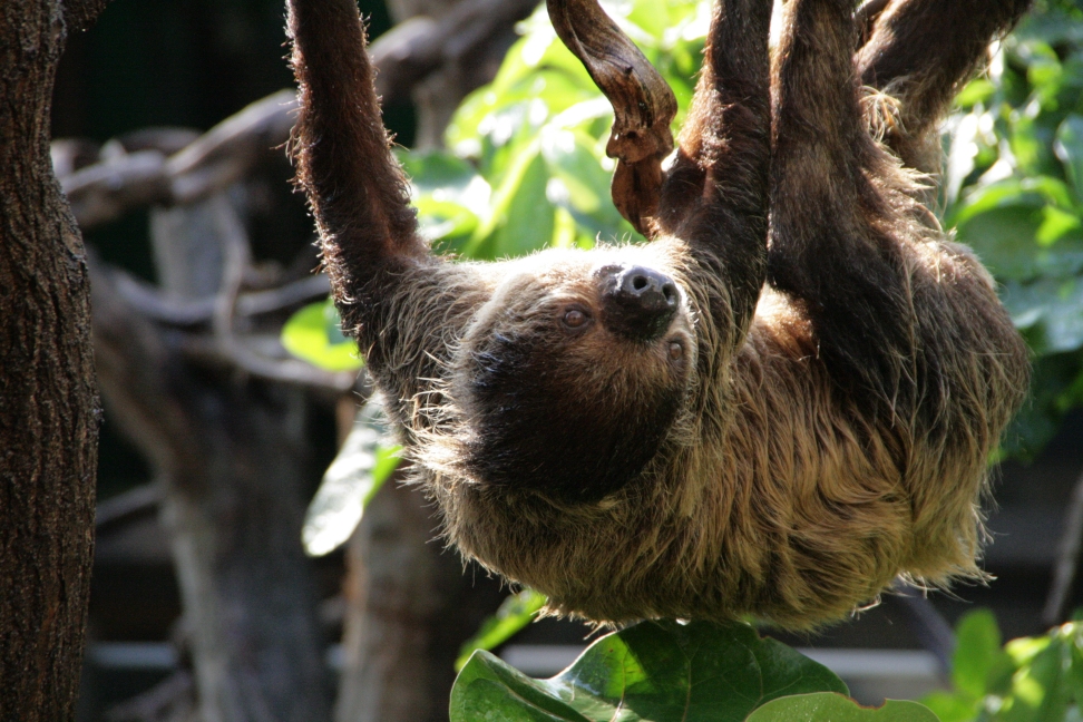 Sloth, Clore Rainforest, London Zoo