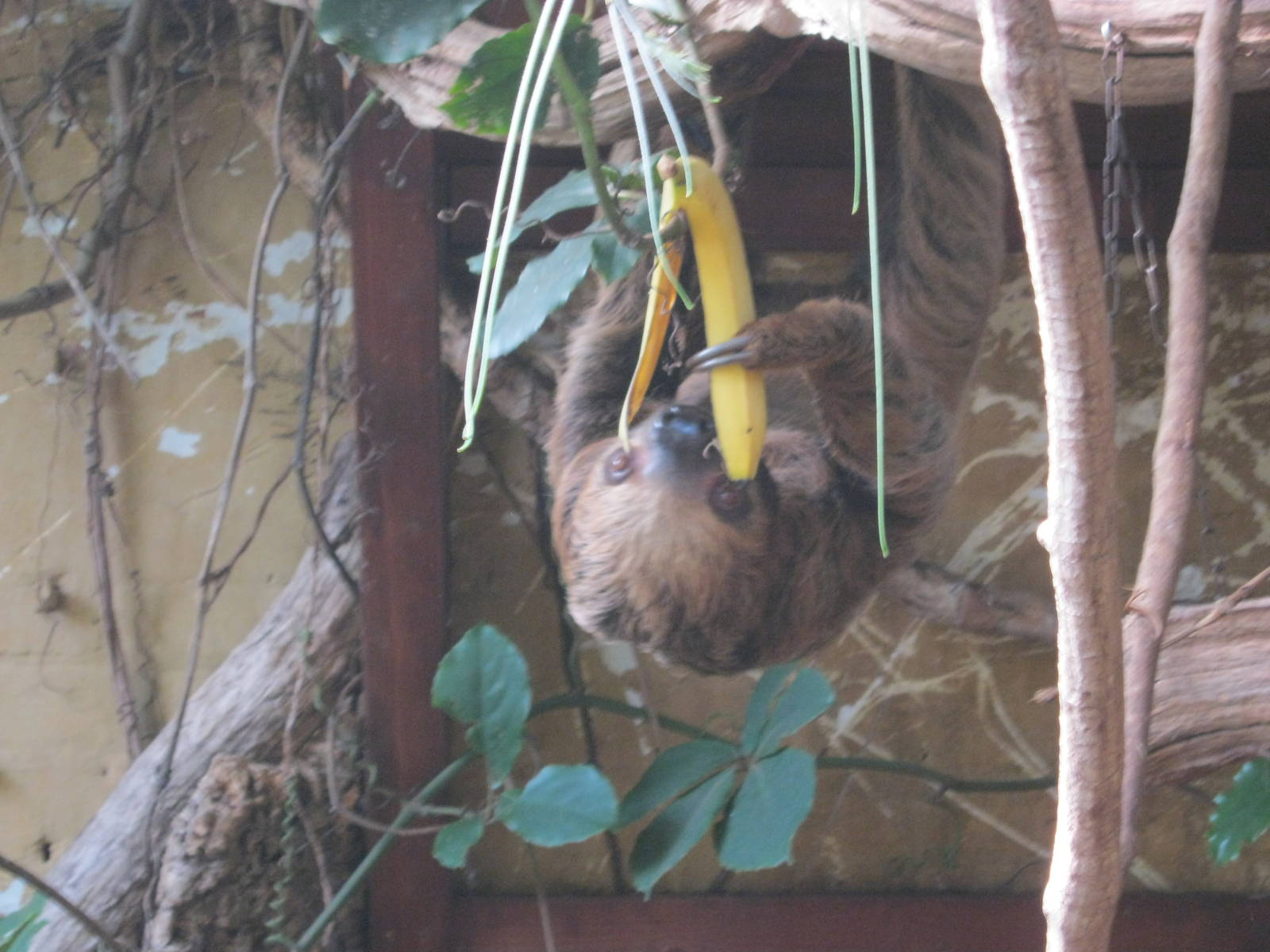 Sloth feeding 2012.
