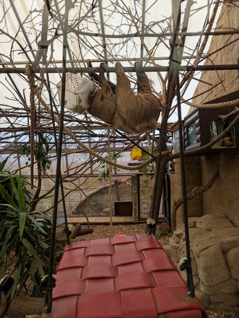 Sloth Feeding