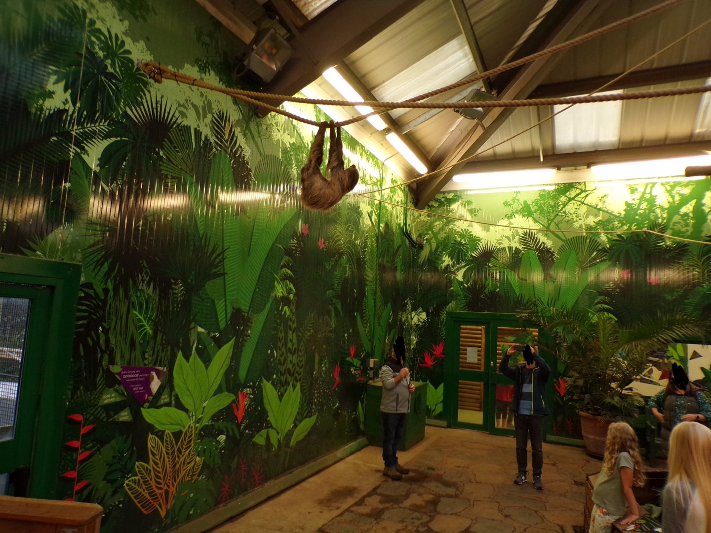 Sloth hanging overhead in the evening 22.7.23