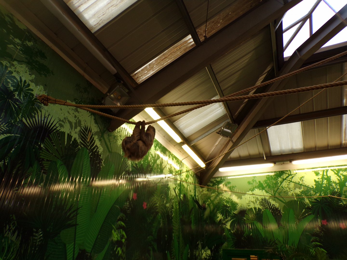 Sloth house in the evening 22.7.23