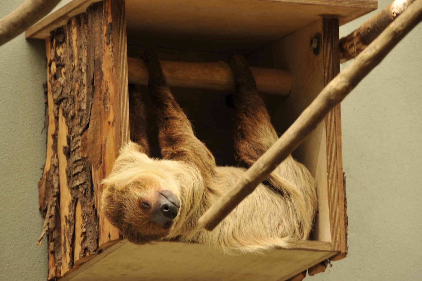 sloth house