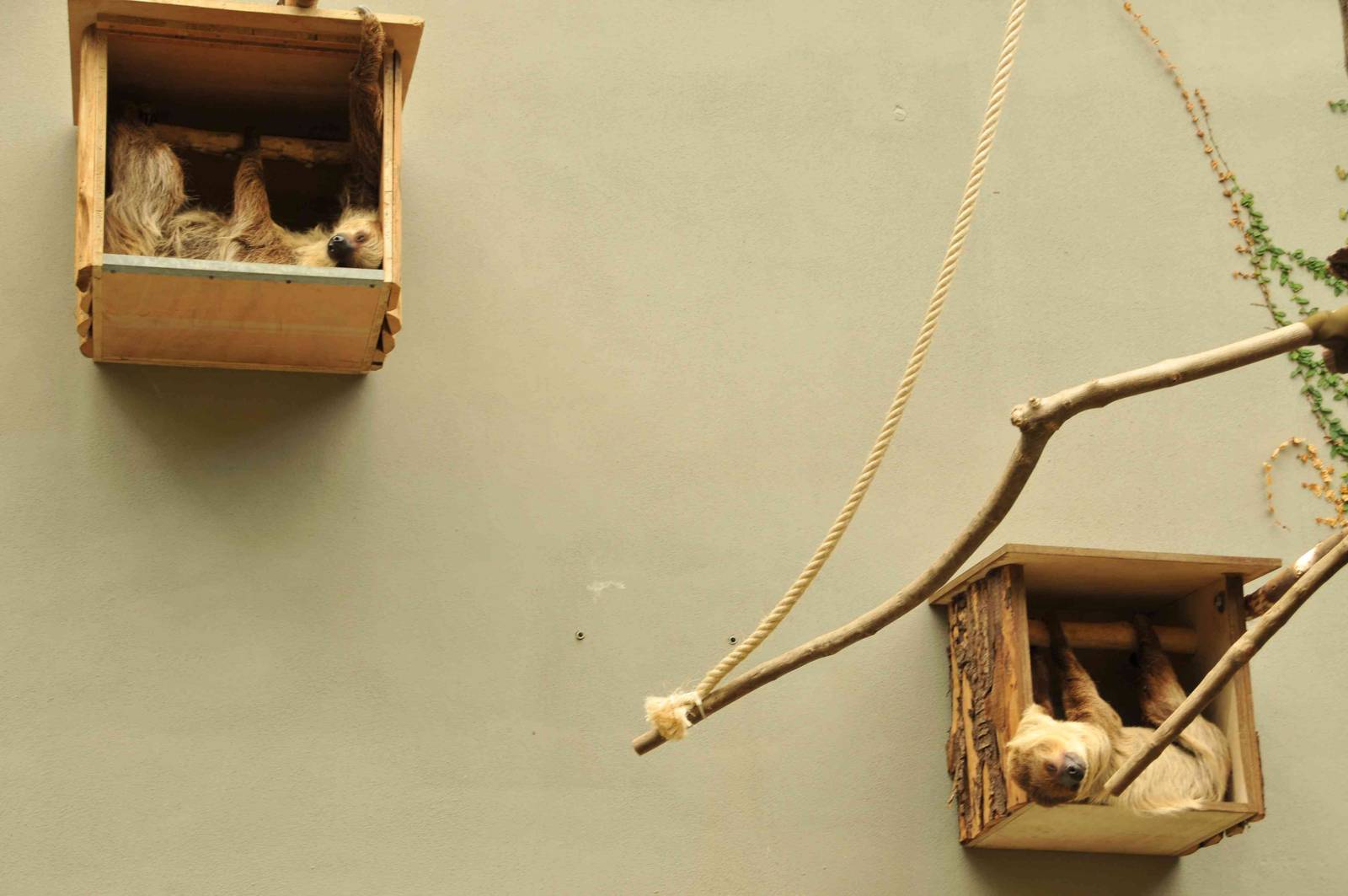 sloth houses in tropical house