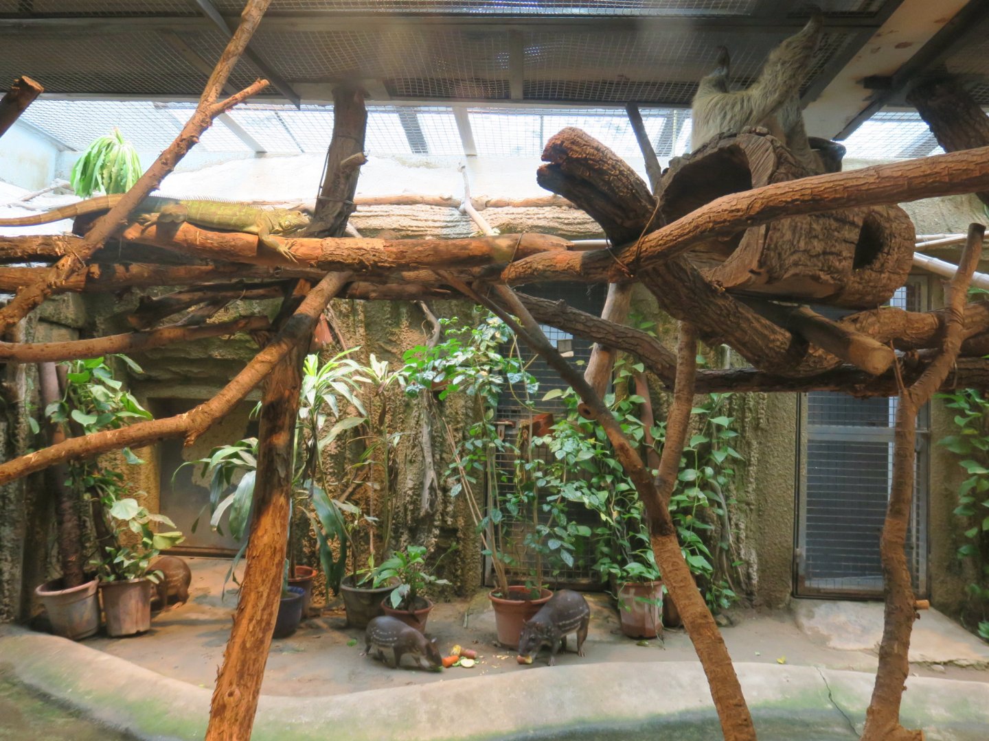 Sloth, iguana and pacas