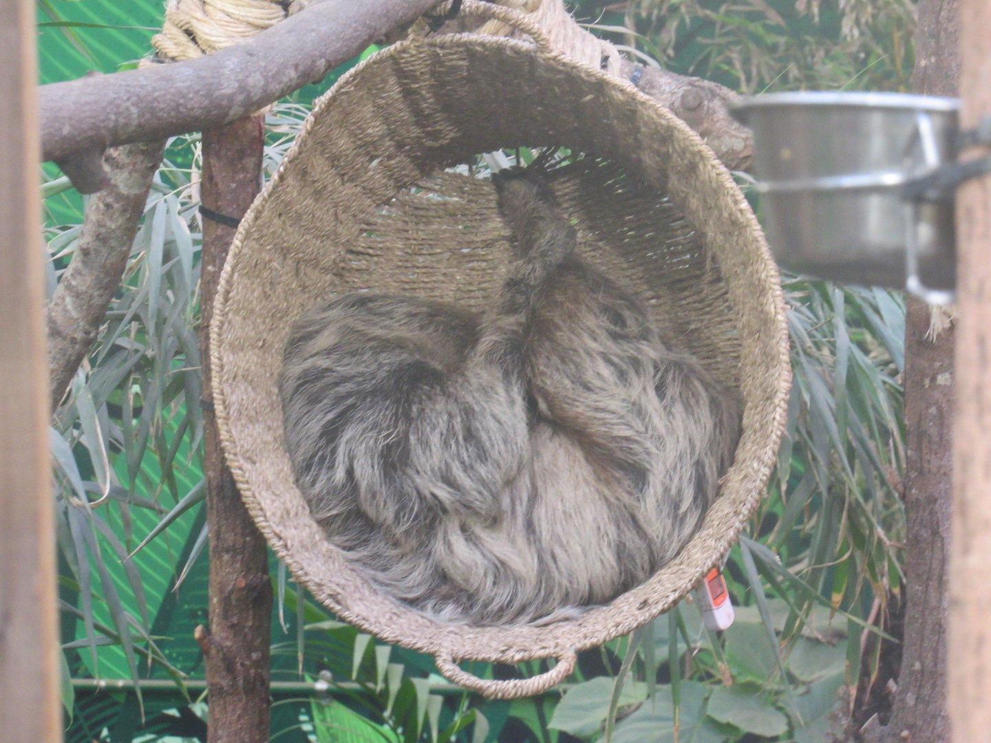 Sloth in a Basket