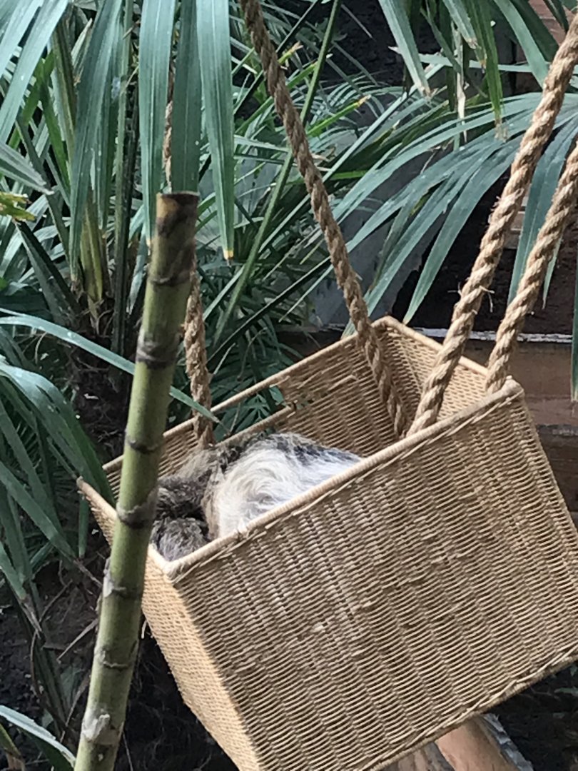 Sloth in the basket