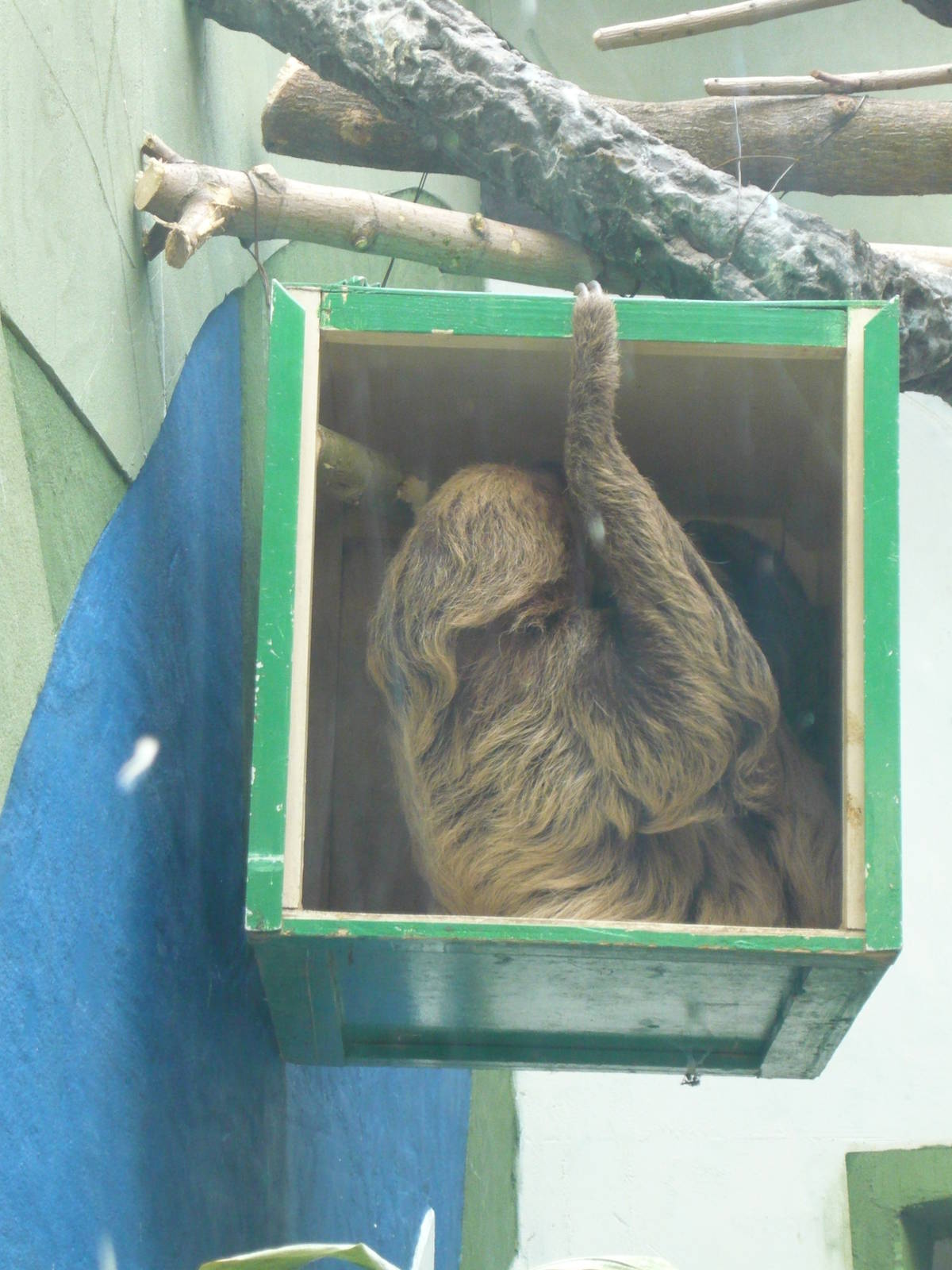 Sloth in the box