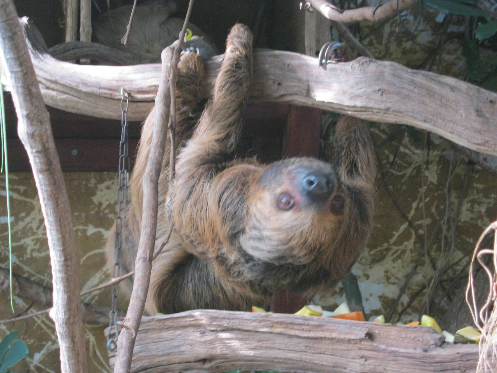 Sloth in Tropical House.