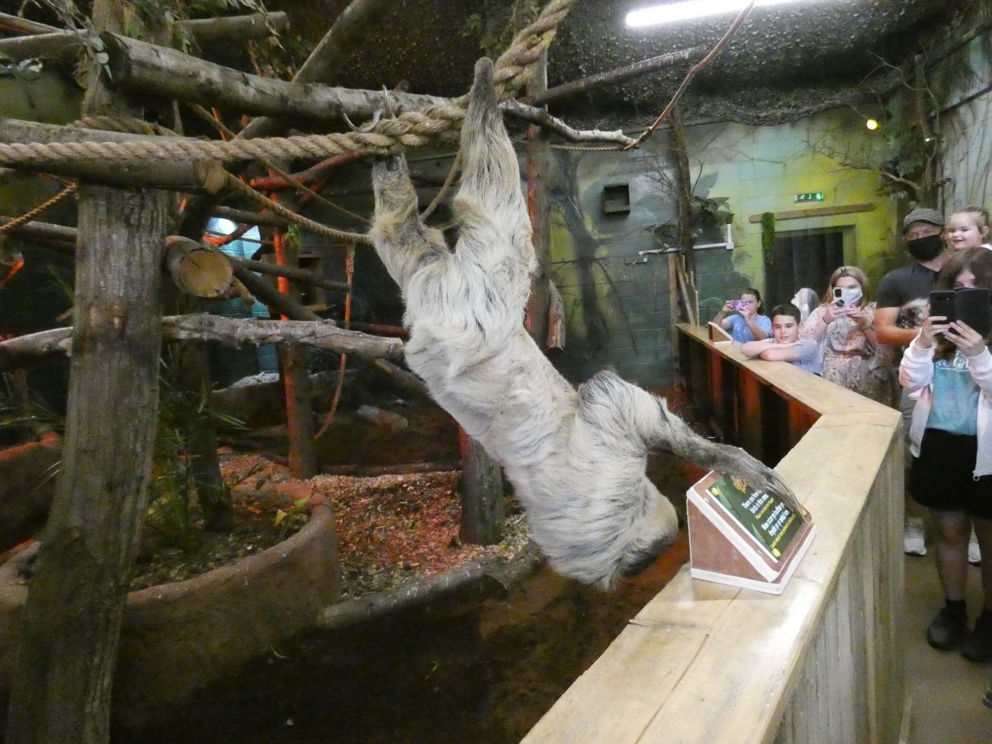 Sloth interacting with visitors
