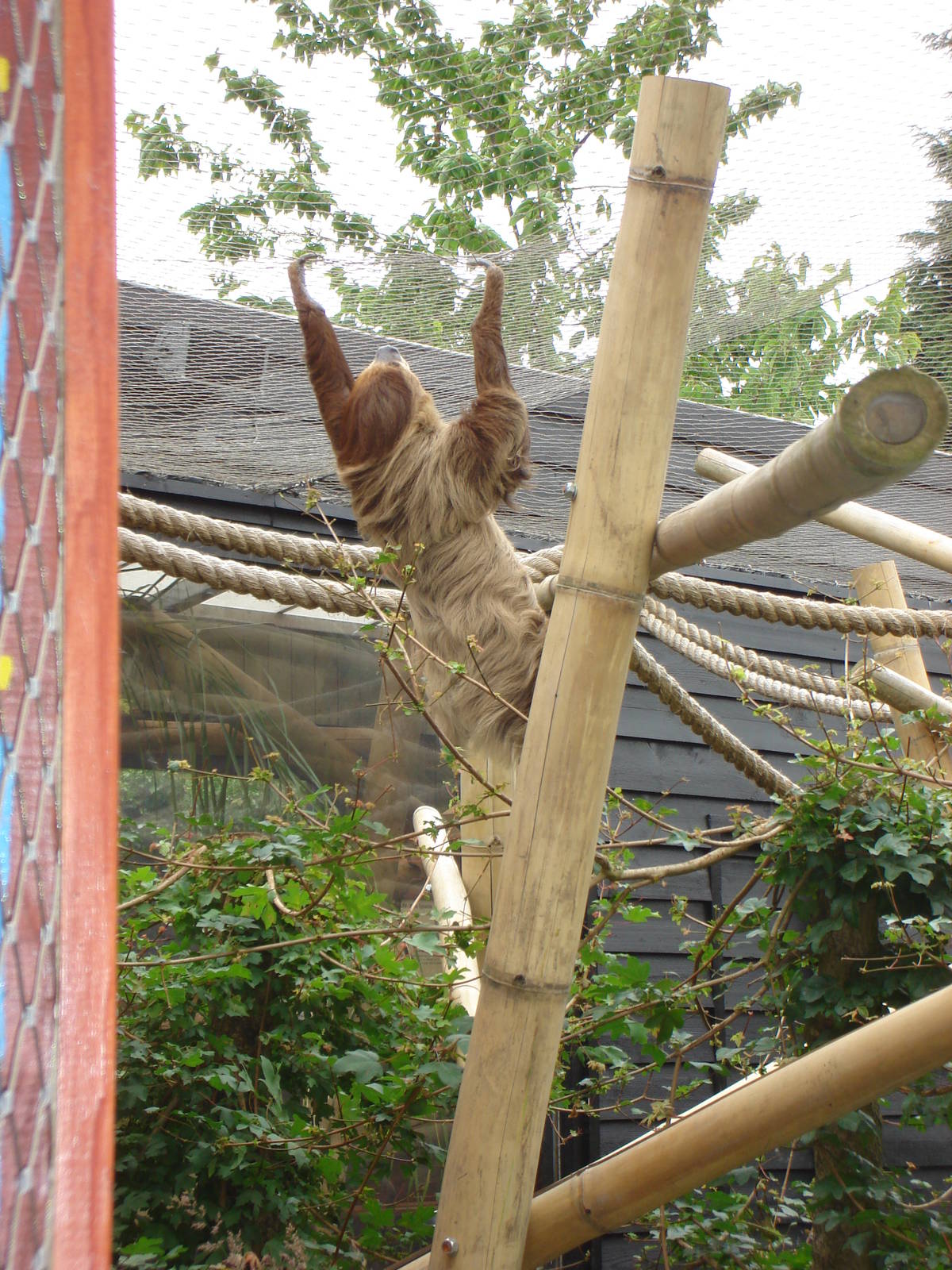 Sloth June 2008