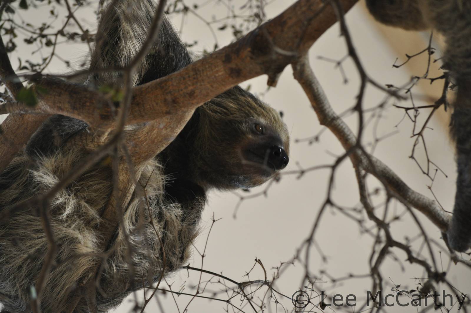 Sloth November 2012 Jaguar House Chester