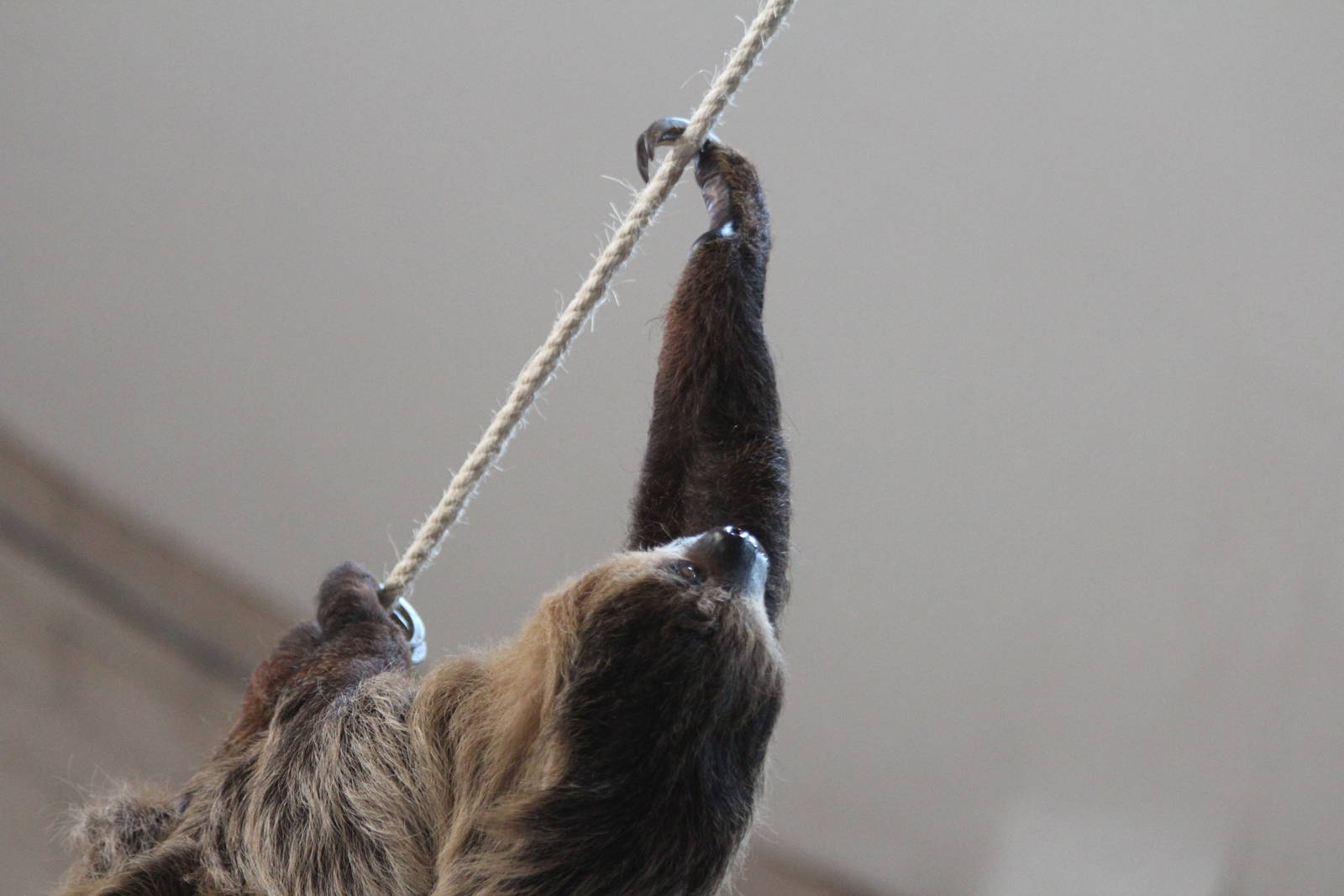 Sloth on a rope