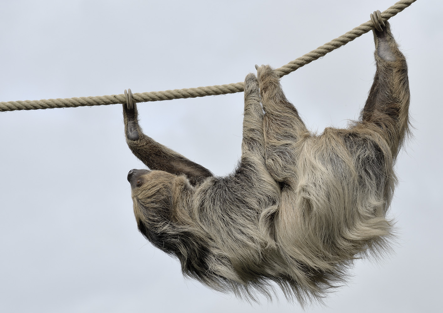 Sloth on a rope