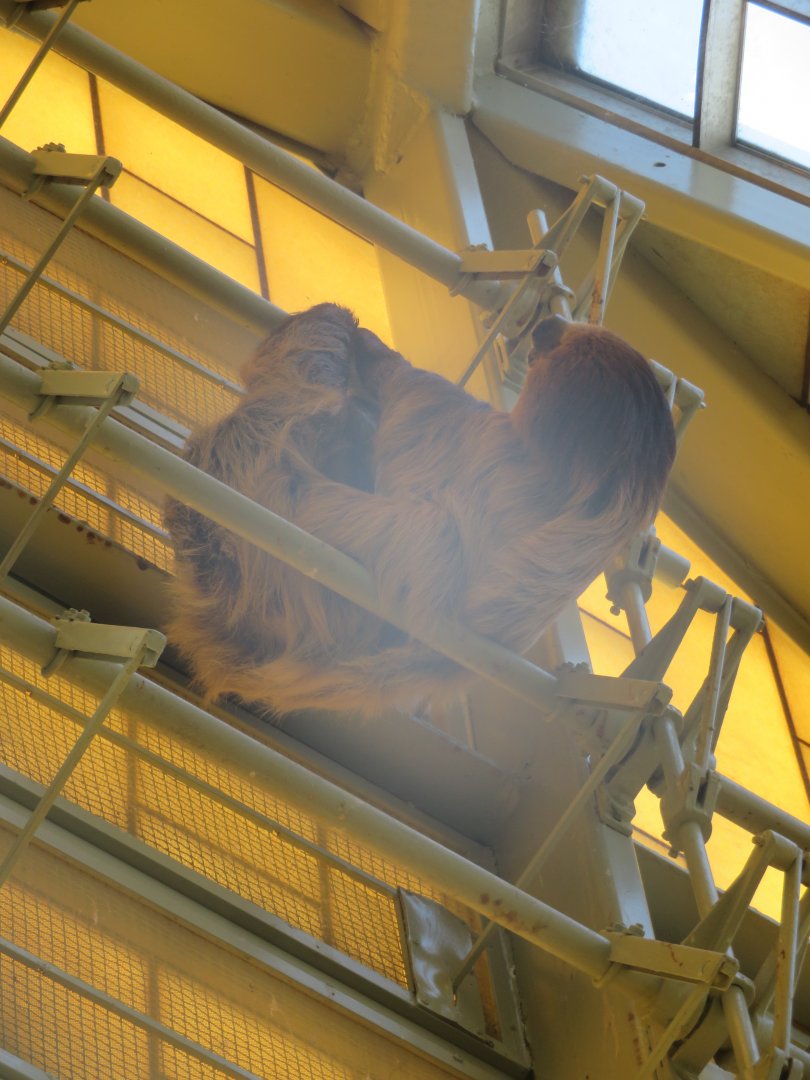 Sloth on Fire Escape