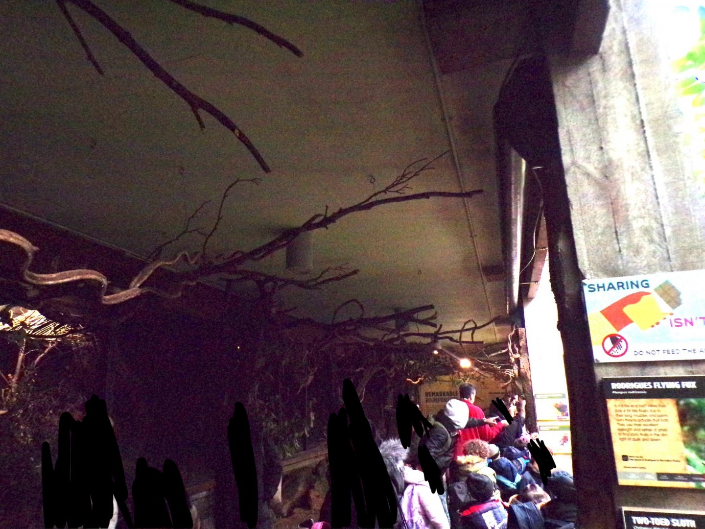 Sloth overhead branches 11.2.25