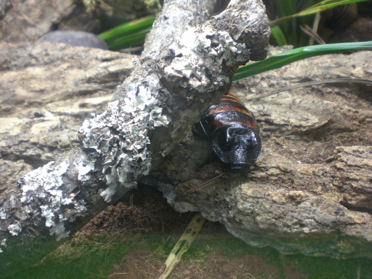 Sloth Paradise- Hissing cockroach 301024